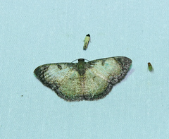 Hydatocapnia