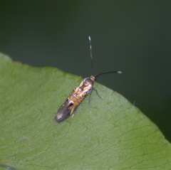 Neoheliodines