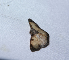 Hydatocapnia