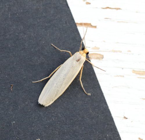 Scarce Footman Moth photo 3
