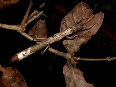 Neoclides buescheri