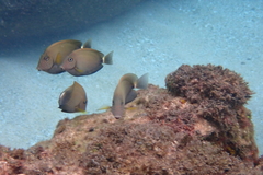 Acanthurus nigrofuscus
