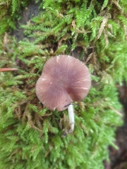 Pluteus nanus