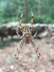 Araneus diadematus
