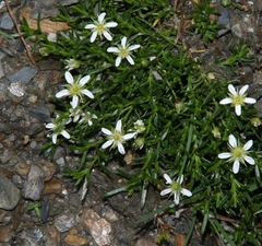 Moehringia ciliata