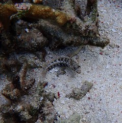 Parapercis australis