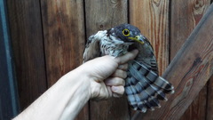 Hierococcyx hyperythrus