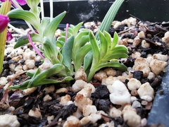 Lapeirousia pyramidalis regalis