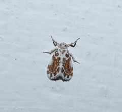 Pseudoadites frigida