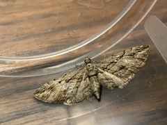 Eupithecia phoeniceata