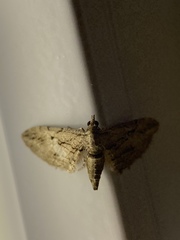 Eupithecia phoeniceata