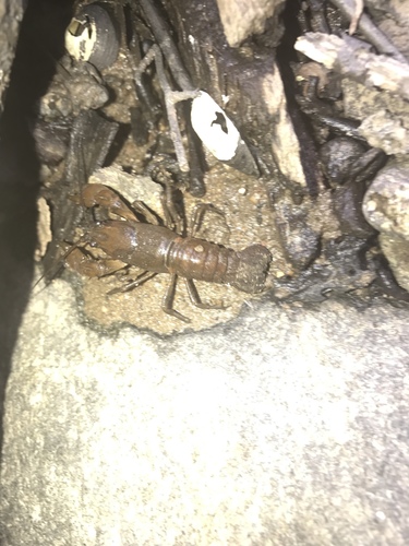 Cambarus longulus