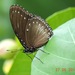 Malayan Eggfly - Photo (c) Michael MK Khor, some rights reserved (CC BY)