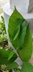 Dipterocarpaceae
