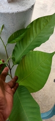 Dipterocarpaceae