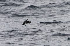 Synthliboramphus scrippsi