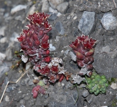 Sedum atratum
