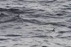 Synthliboramphus scrippsi