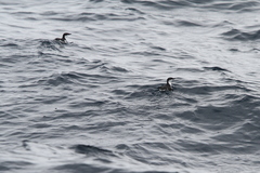 Synthliboramphus scrippsi