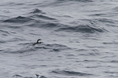 Synthliboramphus scrippsi