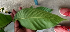 Dipterocarpaceae