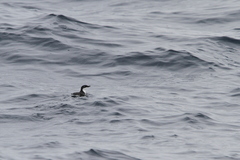 Synthliboramphus scrippsi