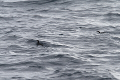 Synthliboramphus scrippsi