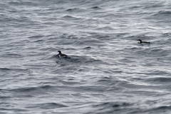 Synthliboramphus scrippsi