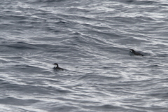 Synthliboramphus scrippsi