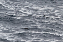 Synthliboramphus scrippsi