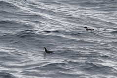 Synthliboramphus scrippsi