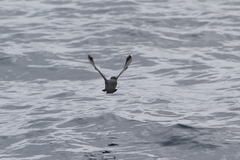 Synthliboramphus scrippsi