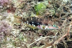 Halichoeres margaritaceus