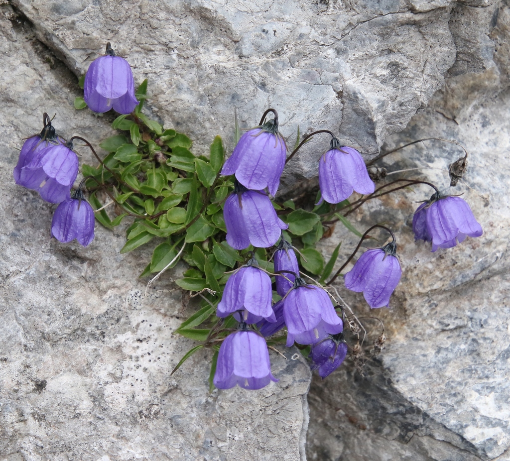 Campanilla de las rocas