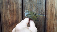 Phylloscopus tenellipes