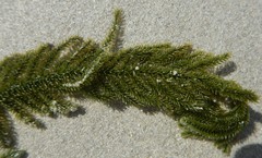 Caulerpa flexilis