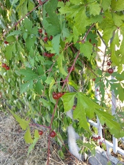 Ampelopsis aconitifolia