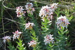 Diarthron altaica