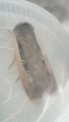 Ochropleura leucogaster