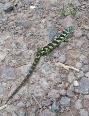 Abronia taeniata