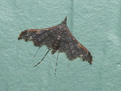 Euthrausta holophaea