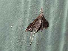 Euthrausta holophaea