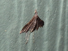 Euthrausta holophaea