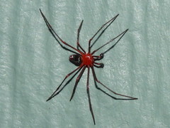 Dimidamus dimidiatus