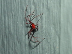 Dimidamus dimidiatus
