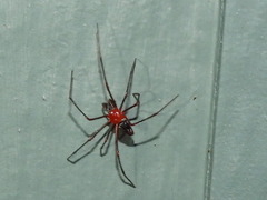 Dimidamus dimidiatus