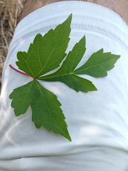 Ampelopsis aconitifolia