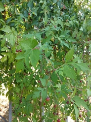 Ampelopsis aconitifolia