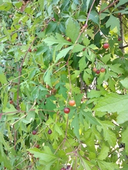 Ampelopsis aconitifolia