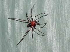 Dimidamus dimidiatus